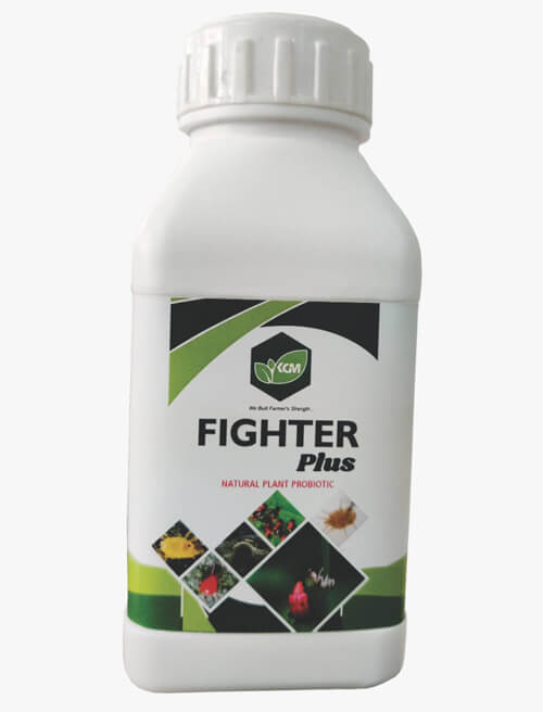 KGM FIGHTER PLUS